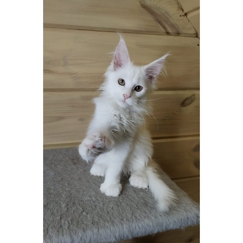 Maine Coon NOV Yuki Polydactyl