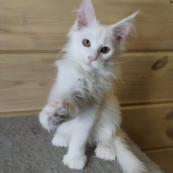 Maine Coon NOV Yuki Polydactyl