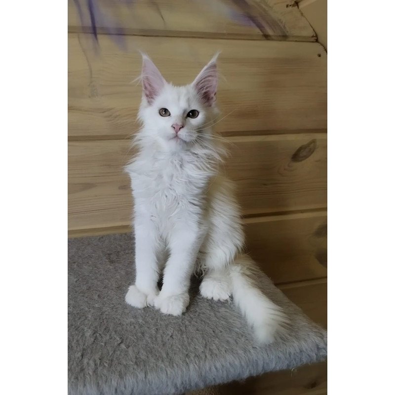 Maine Coon NOV Yuki Polydactyl