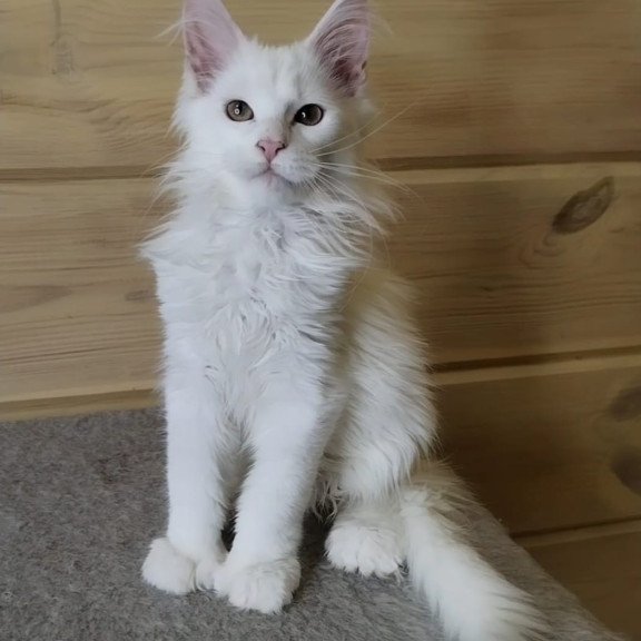 Maine Coon NOV Yuki Polydactyl