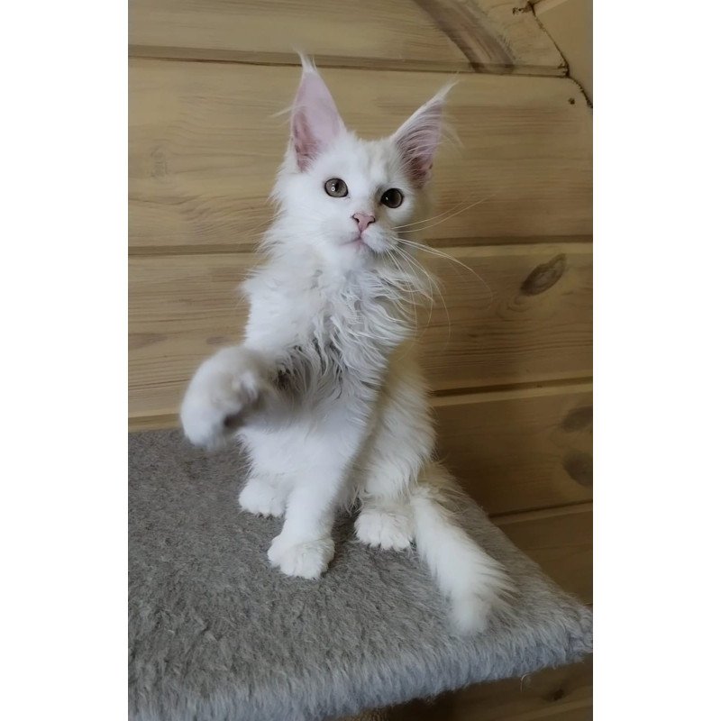 Maine Coon NOV Yuki Polydactyl