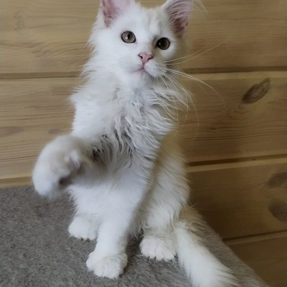 Maine Coon NOV Yuki Polydactyl