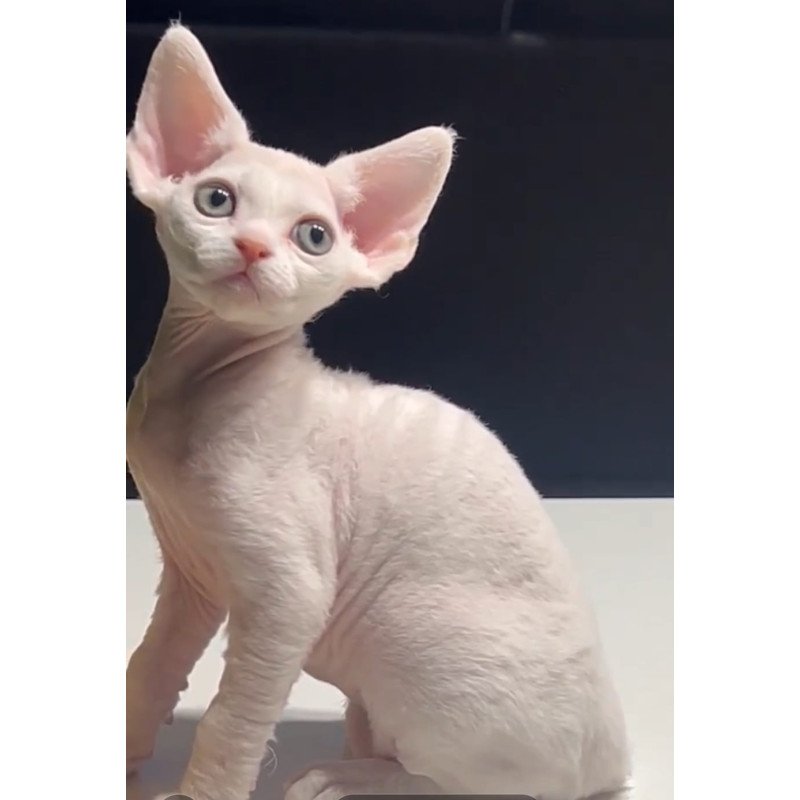 Devon Rex NOV Pixi