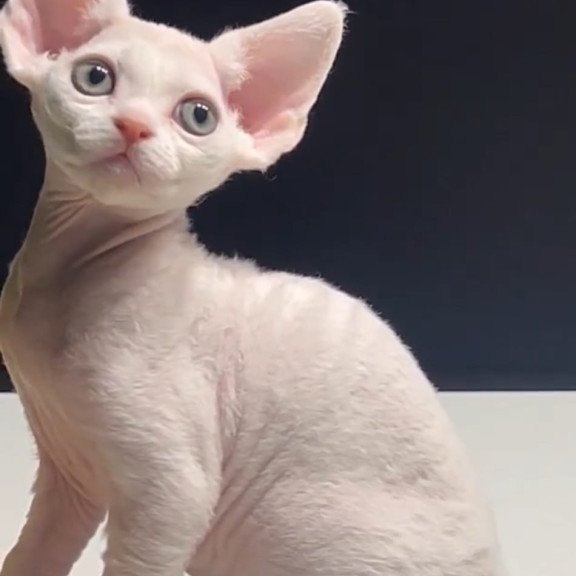 Devon Rex NOV Pixi