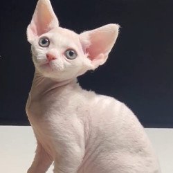 Devon Rex NOV Pixi