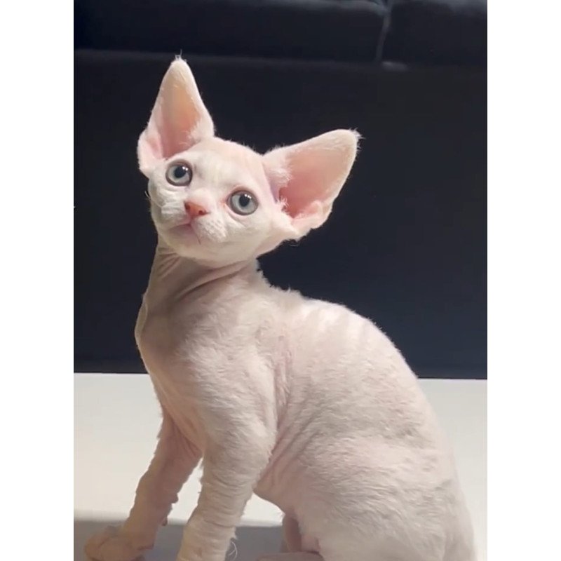Devon Rex NOV Pixi
