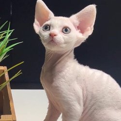 Devon Rex NOV Pixi