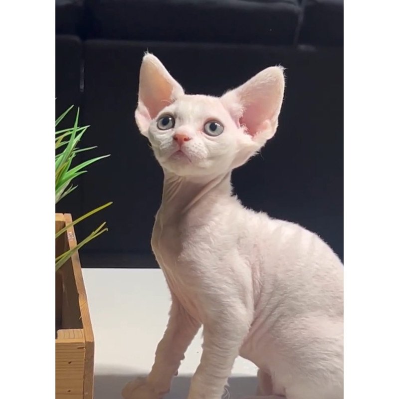 Devon Rex NOV Pixi