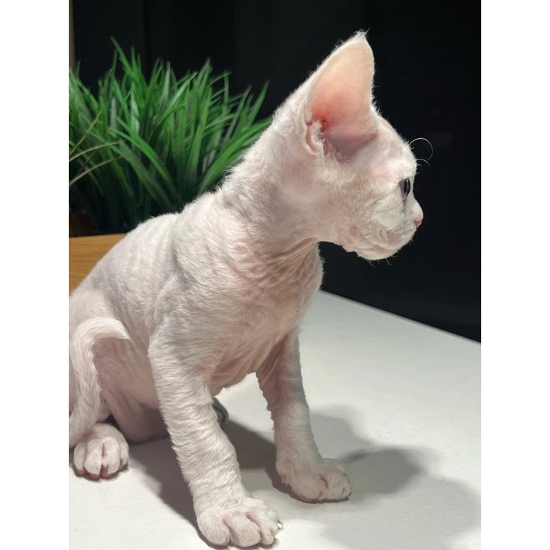 Devon Rex NOV Pixi