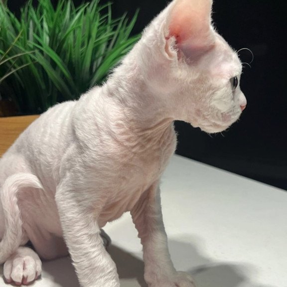 Devon Rex NOV Pixi