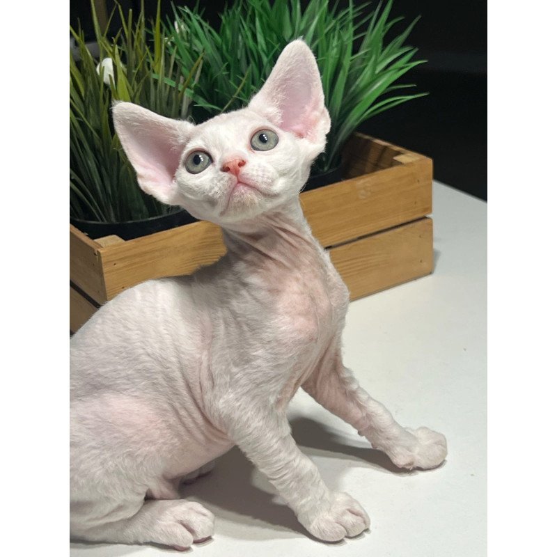 Devon Rex NOV Pixi