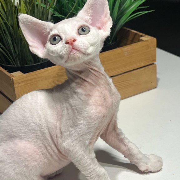 Devon Rex NOV Pixi