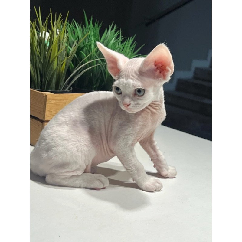 Devon Rex NOV Pixi
