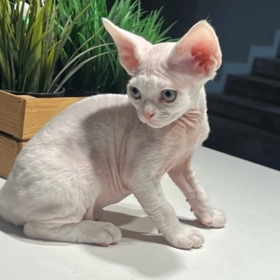Devon Rex NOV Pixi