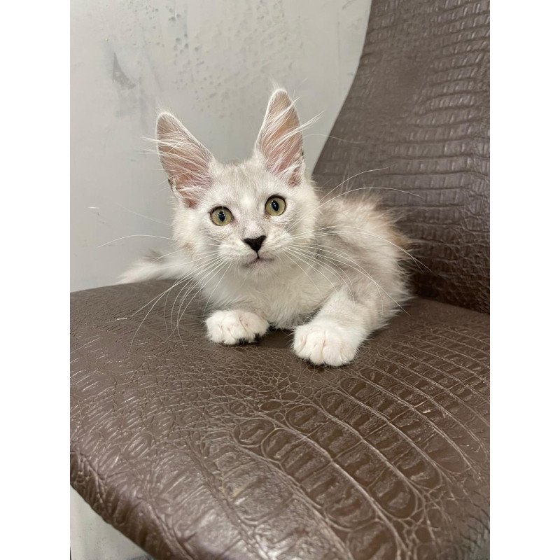 Maine Coon NOV Kira