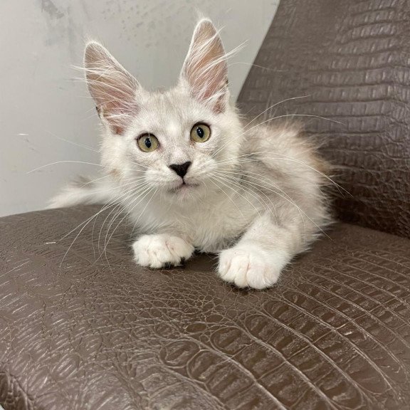 Maine Coon NOV Kira