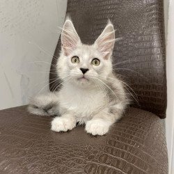 Maine Coon NOV Kira