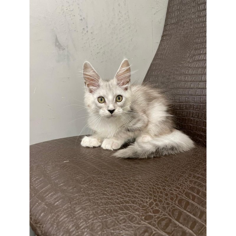 Maine Coon NOV Kira