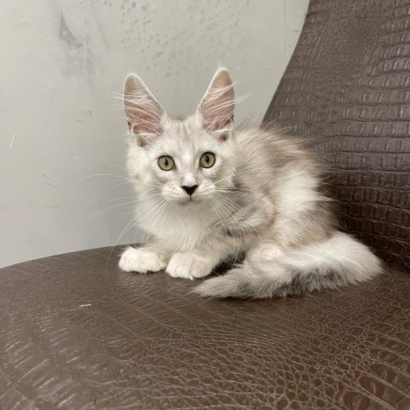 Maine Coon NOV Kira