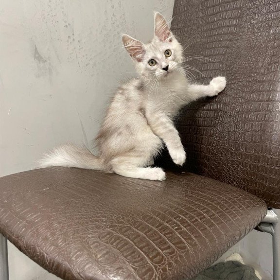 Maine Coon NOV Kira