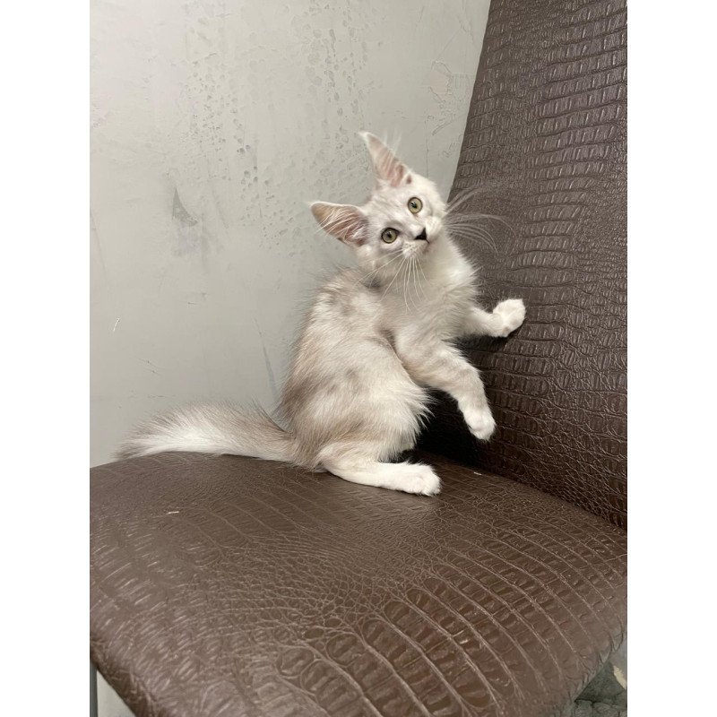 Maine Coon NOV Kira