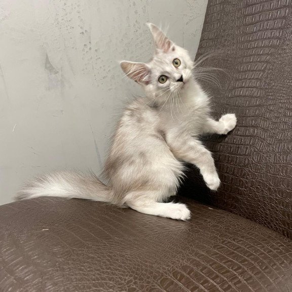 Maine Coon NOV Kira