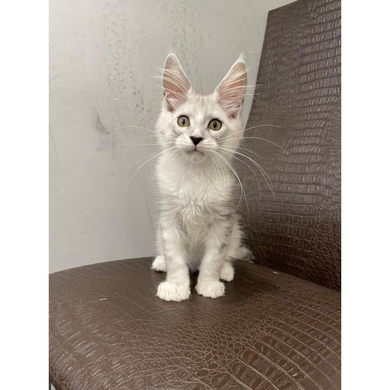 Maine Coon NOV Kira