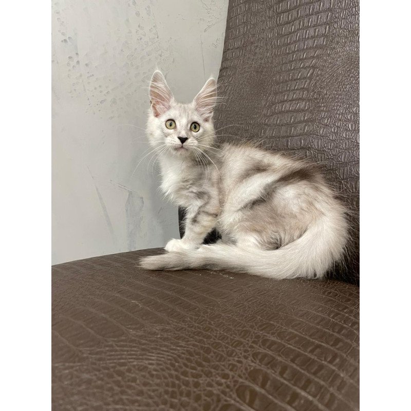 Maine Coon NOV Kira