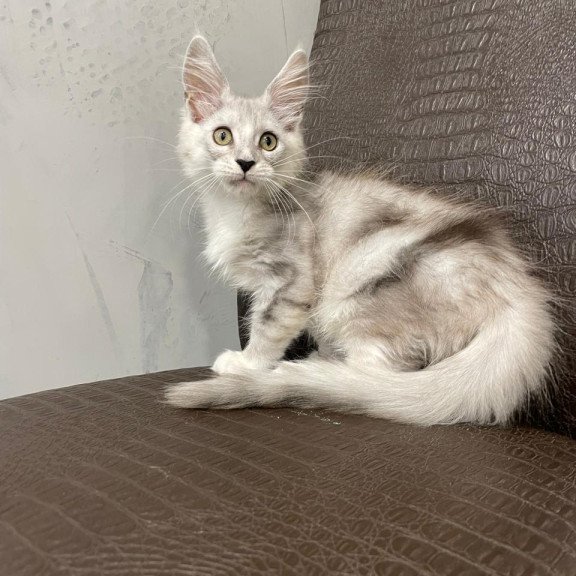 Maine Coon NOV Kira