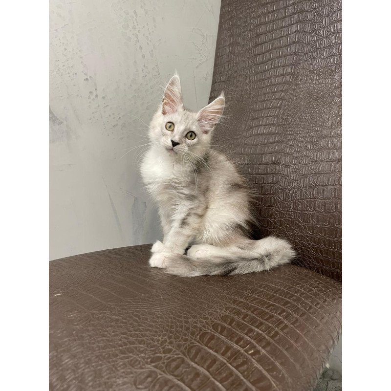 Maine Coon NOV Kira