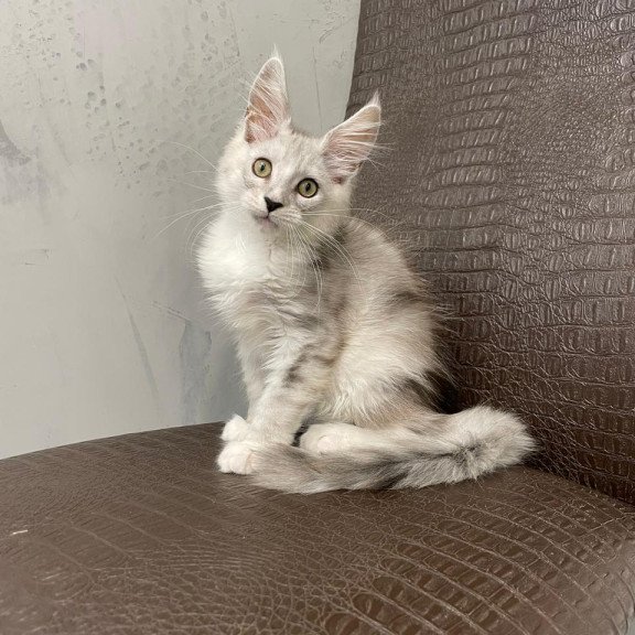 Maine Coon NOV Kira