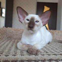 Siamese NOV Logan