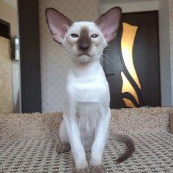 Siamese NOV Logan
