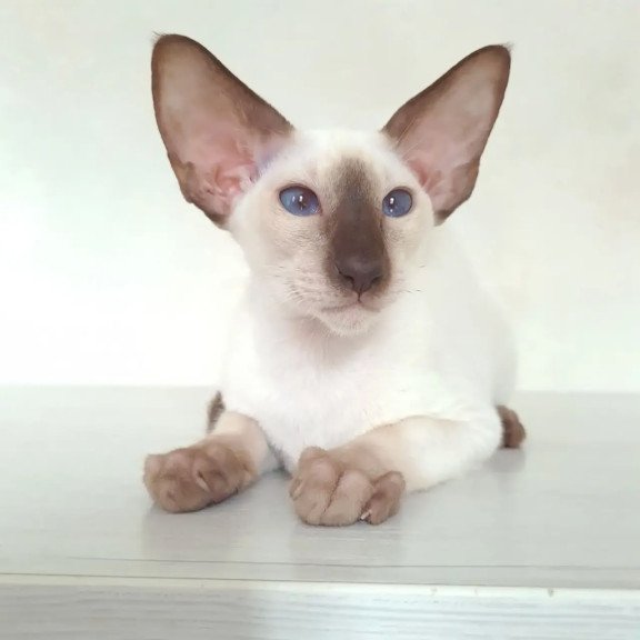 Siamese NOV Logan