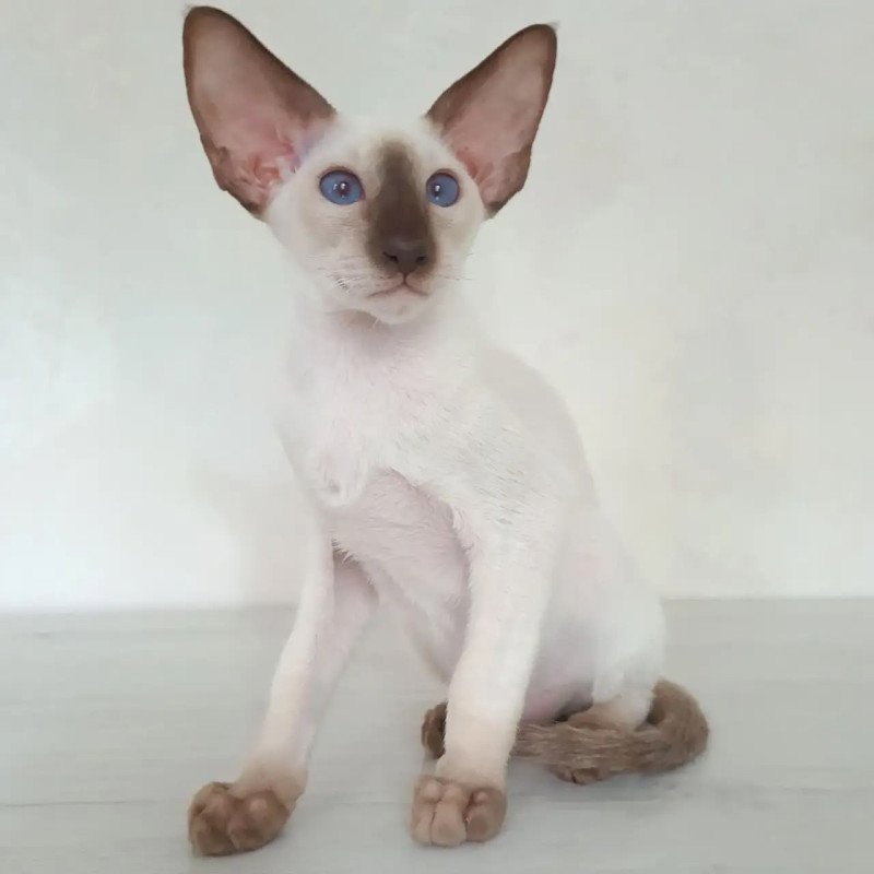 Siamese NOV Logan