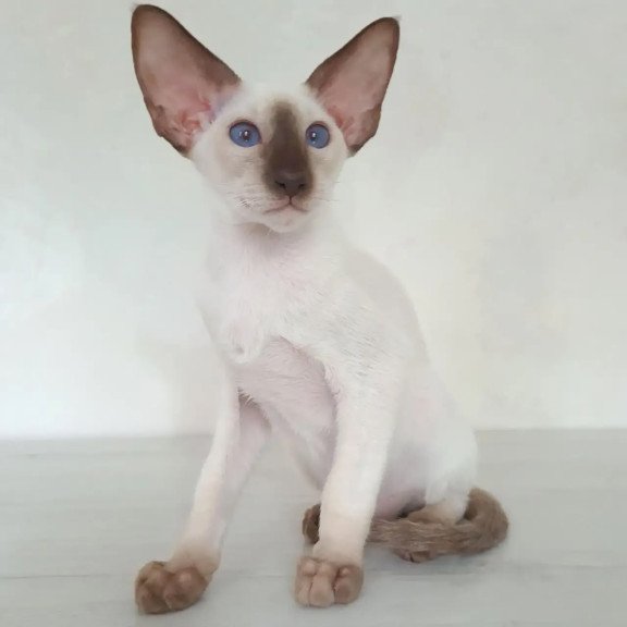 Siamese NOV Logan