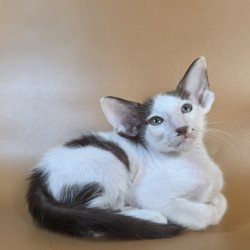 Oriental NOV Cookie