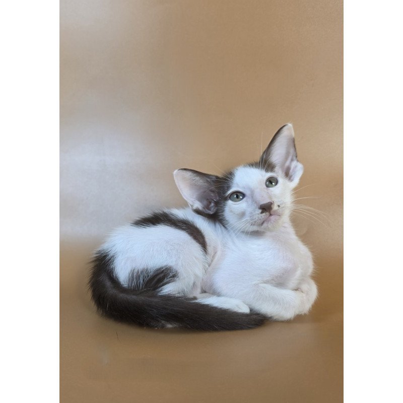 Oriental NOV Cookie