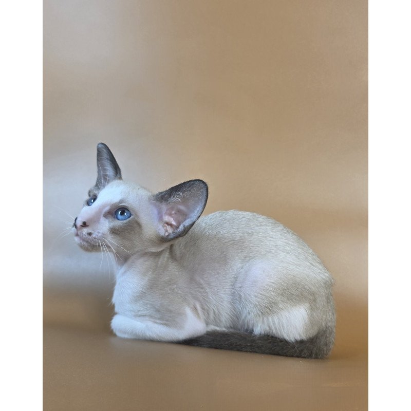 Siamese NOV Cheesecake
