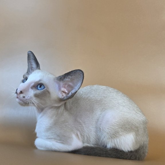 Siamese NOV Cheesecake