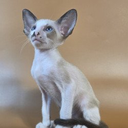 Siamese NOV Cheesecake