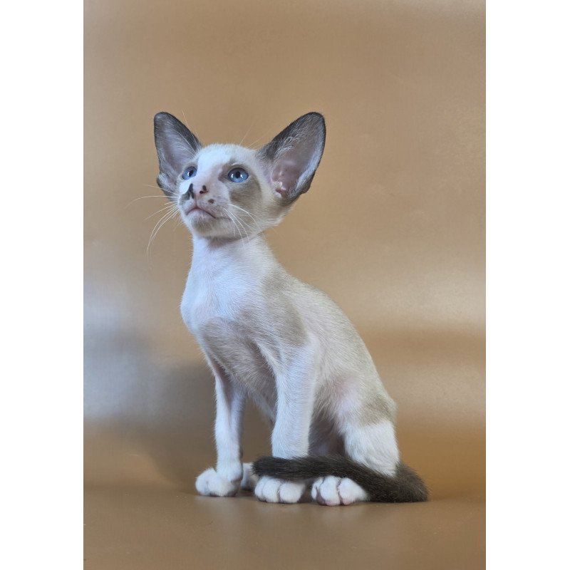 Siamese NOV Cheesecake