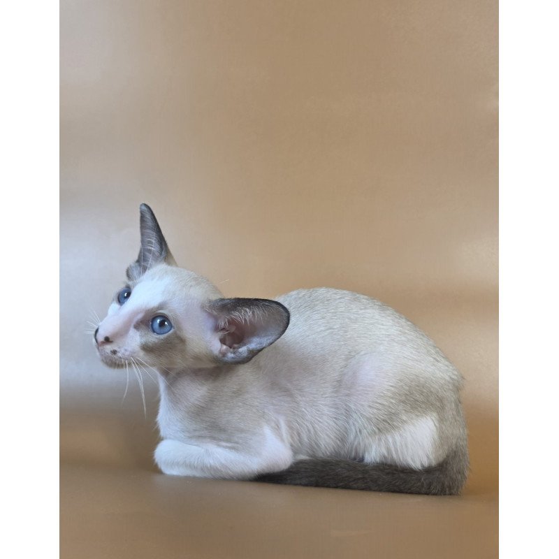 Siamese NOV Cheesecake