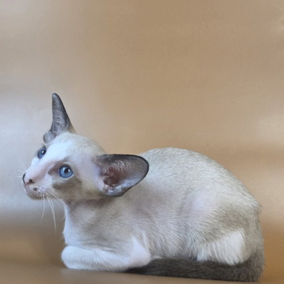 Siamese NOV Cheesecake