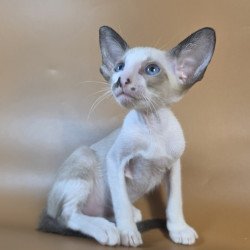 Siamese NOV Cheesecake