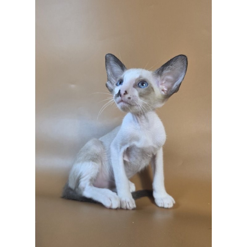 Siamese NOV Cheesecake