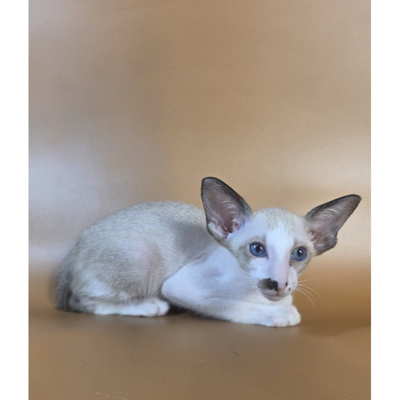 Siamese NOV Cheesecake