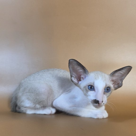 Siamese NOV Cheesecake