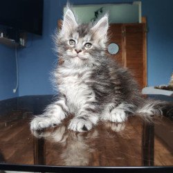 Maine Coon NOV Runa