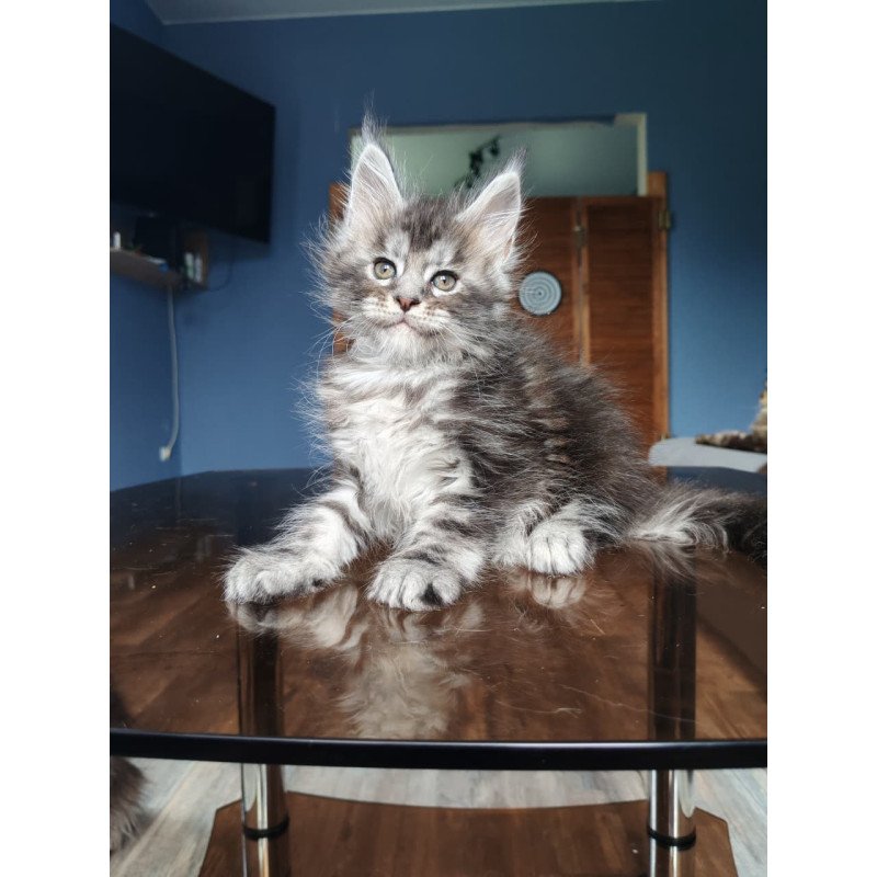 Maine Coon NOV Runa